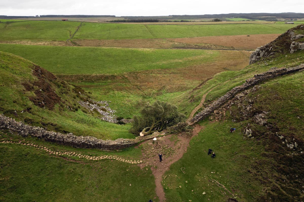Accused In Sycamore Gap Tree Vandalism Case Faces Jury Accused In Sycamore Gap Tree Vandalism Case Faces Jury