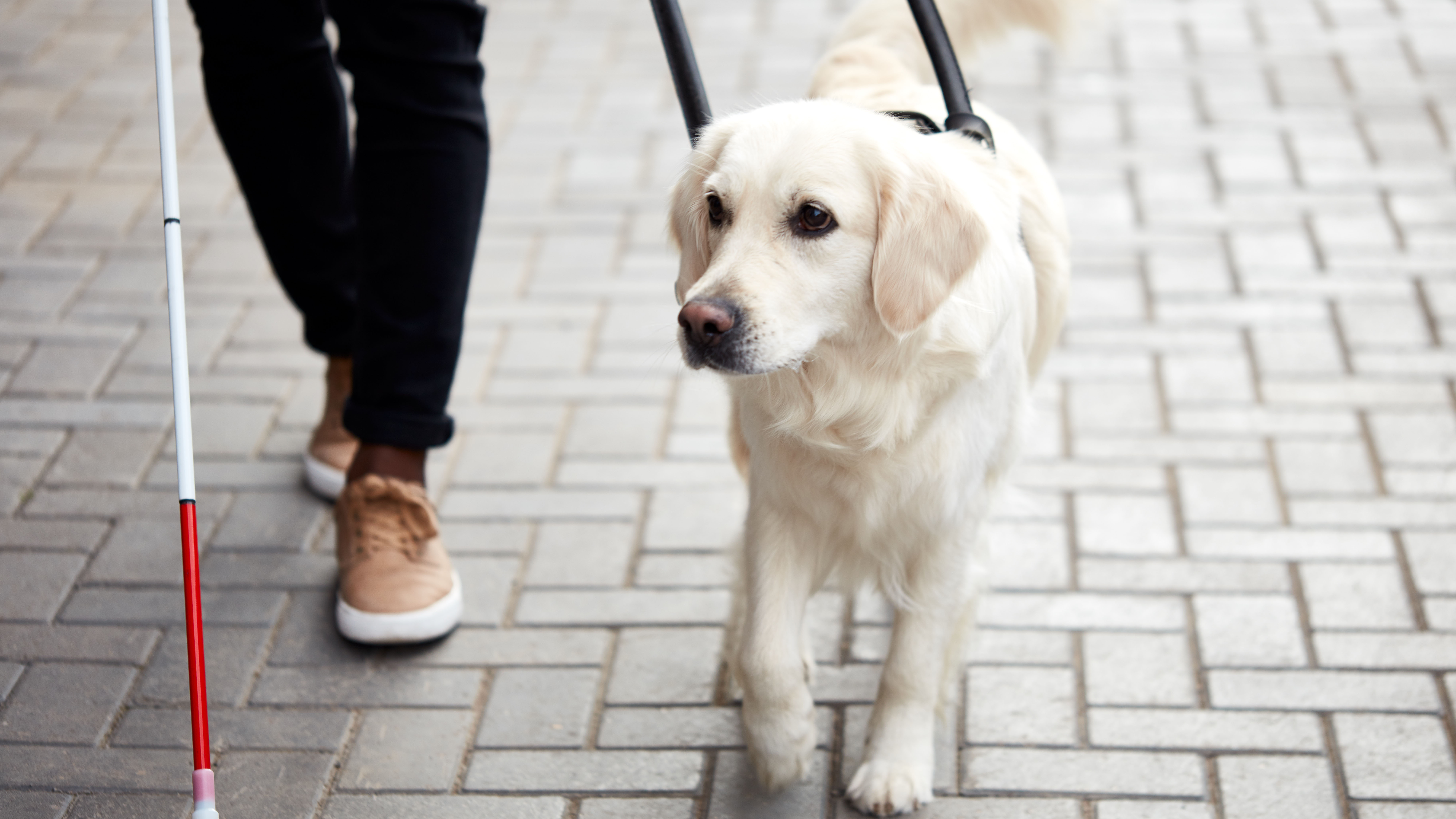Artificial Intelligence: A New Standard For Guide Dog Puppy Selection?