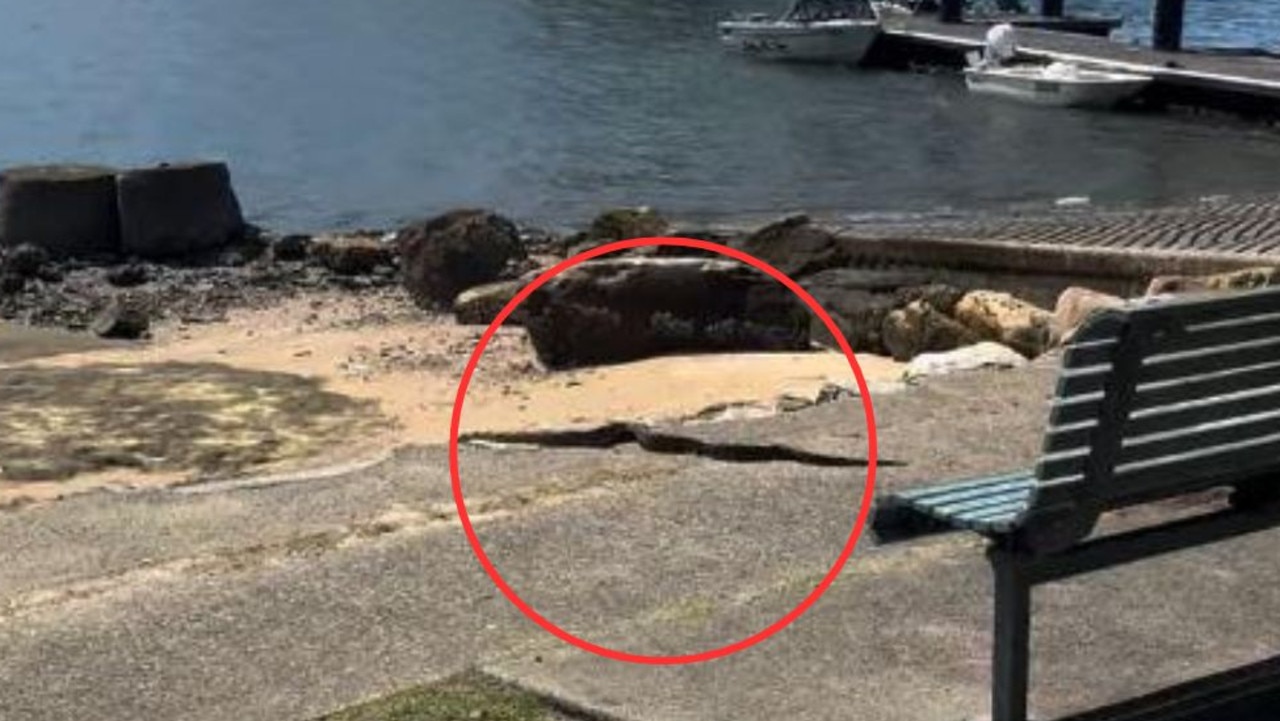 Authorities Respond To Loose Boa Constrictor: Tracking And Containment Authorities Respond To Loose Boa Constrictor: Tracking And Containment