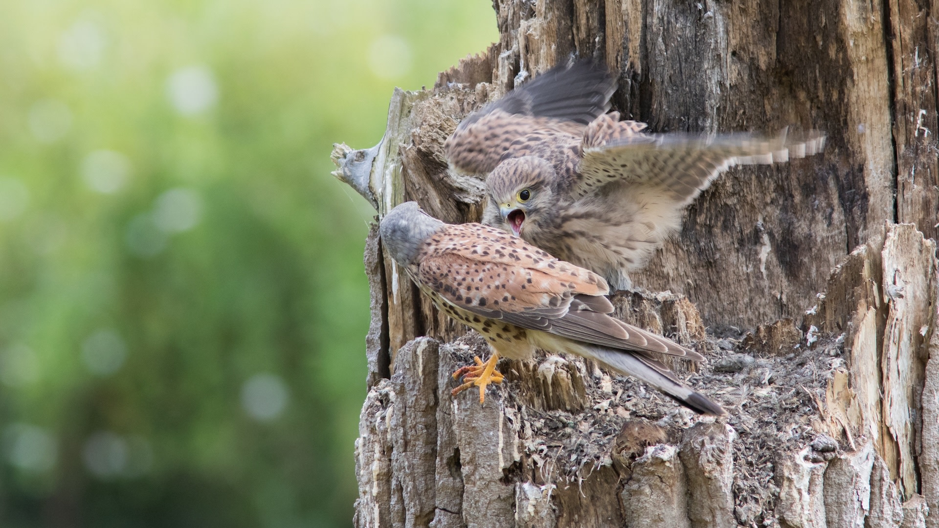 Bird Behavior Changes Reveal Profound Evolutionary Impacts: New Scientific Findings