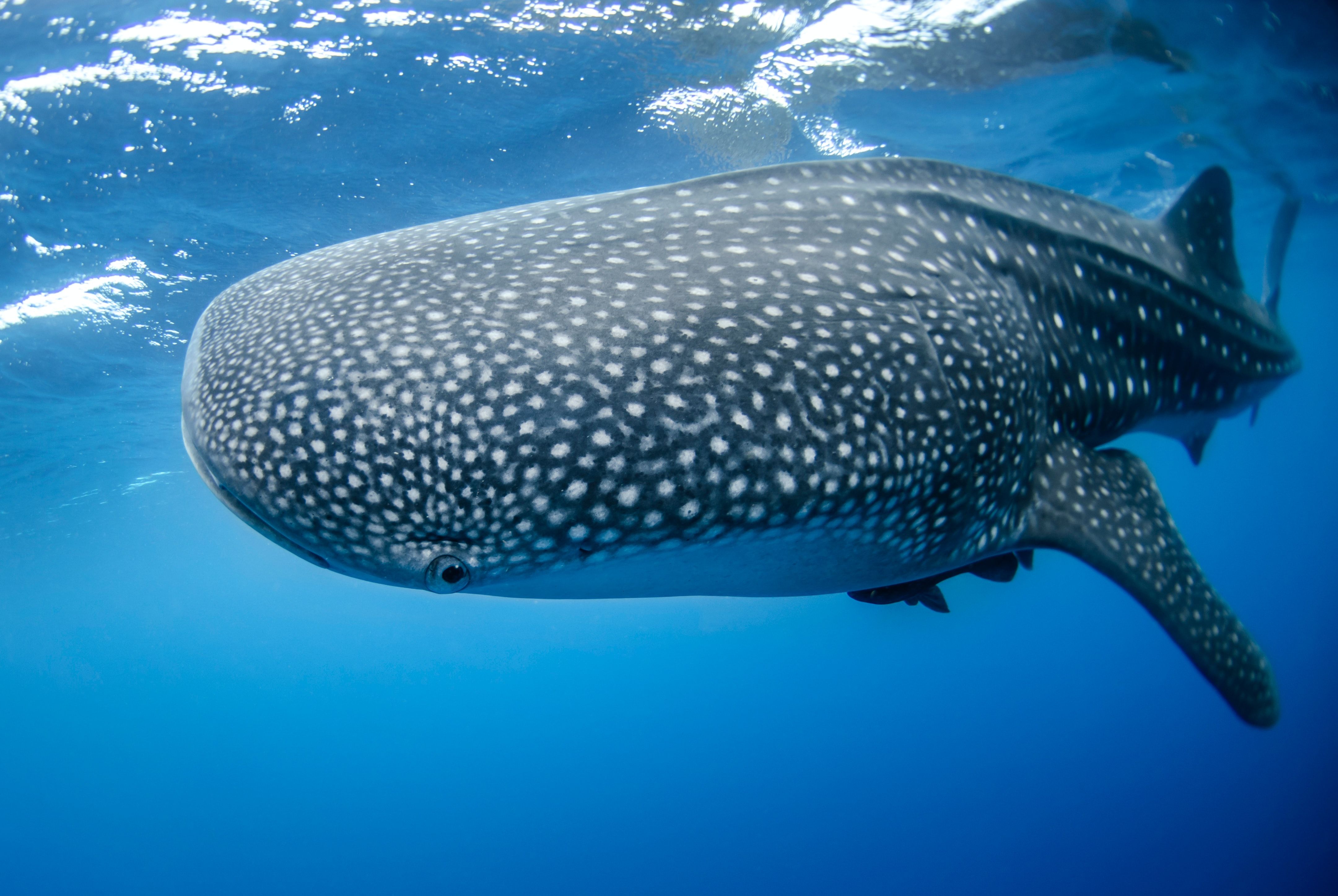 BTC Price Soars As Bitcoin Whales Re-enter The Market: Analysis Of On-Chain Activity BTC Price Soars As Bitcoin Whales Re-enter The Market: Analysis Of On-Chain Activity
