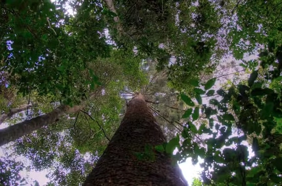 Can Trillions Of Trees Really Fix Climate Change? Grok 3 Weighs In