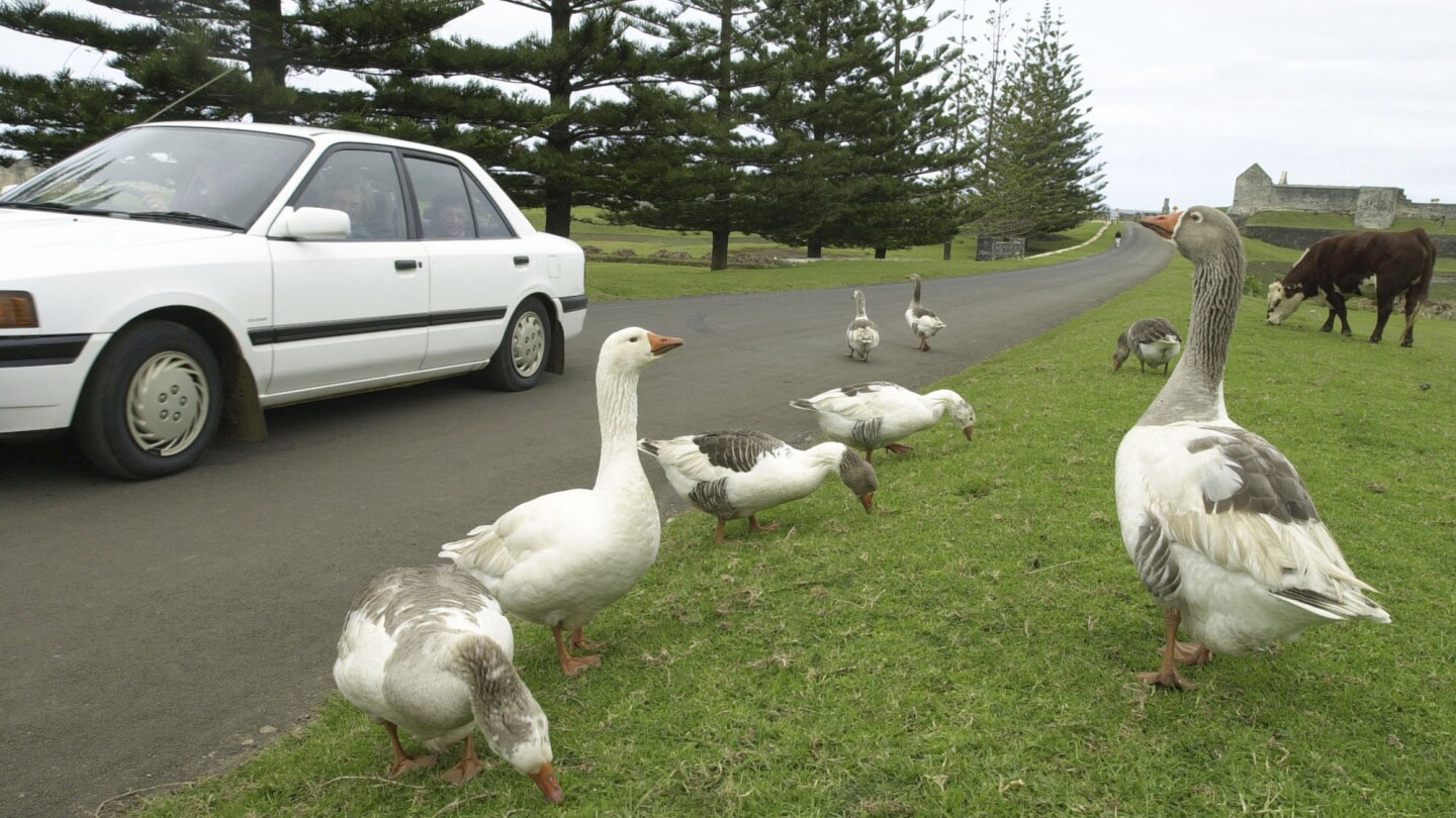 Canadian Couple: Sole Norfolk Island Businesses Hit By US Tariffs Canadian Couple: Sole Norfolk Island Businesses Hit By US Tariffs