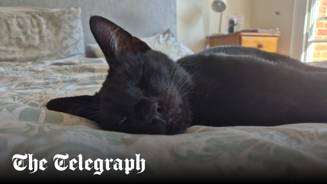 Canterbury-Bound: Cat's Epic 150-Mile Trek Home Canterbury-Bound: Cat's Epic 150-Mile Trek Home