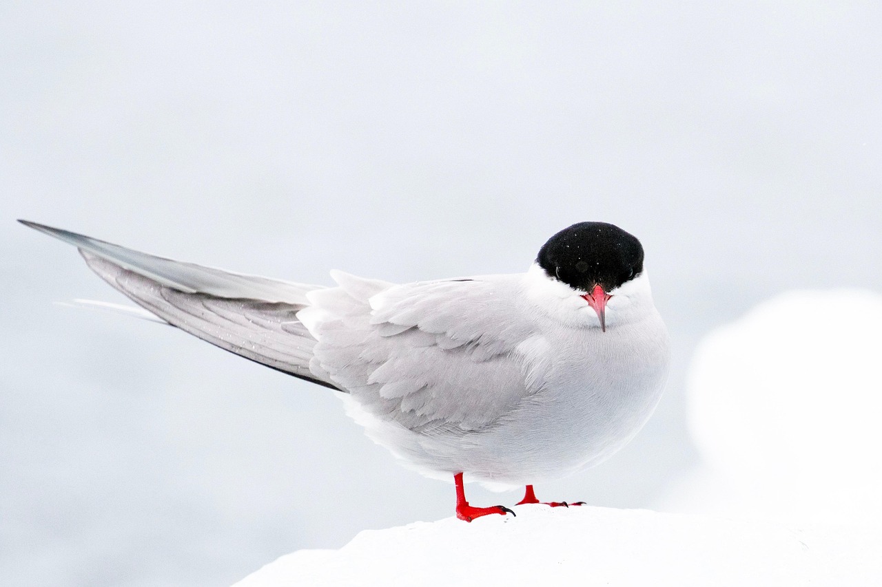 Climate Adaptation Challenges And Unexpected Threats To Arctic Birds