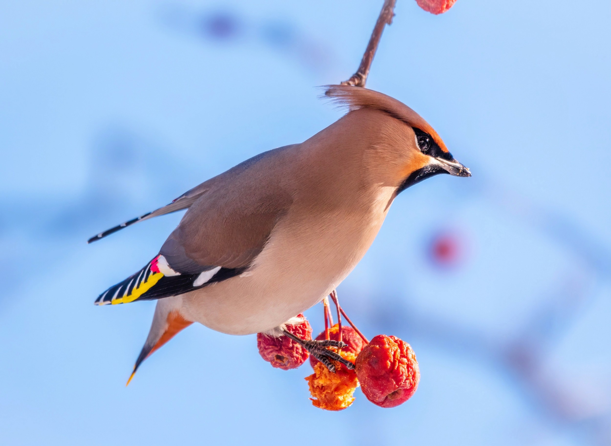 Climate Change: A Threat To Birds Regardless Of Cognitive Ability