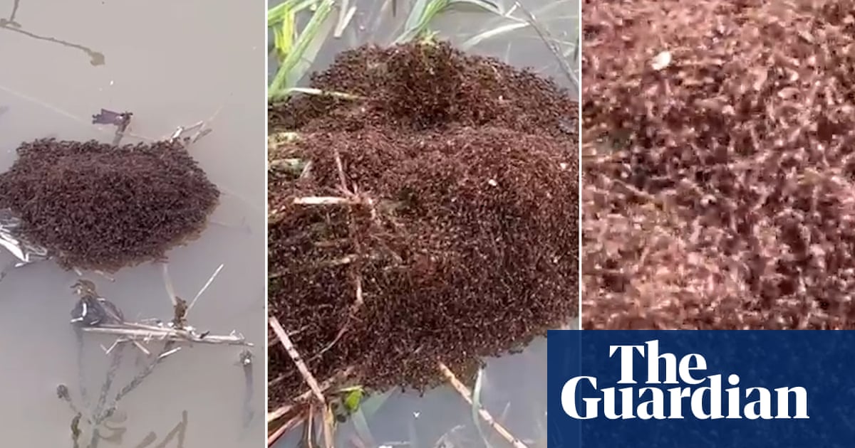 Cyclone Alfred: Widespread Flooding Creates Breeding Ground For Invasive Fire Ants Cyclone Alfred: Widespread Flooding Creates Breeding Ground For Invasive Fire Ants