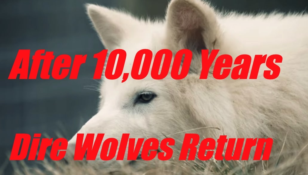 De-extinction Breakthrough? The Dire Wolf's Return From Extinction De-extinction Breakthrough? The Dire Wolf's Return From Extinction