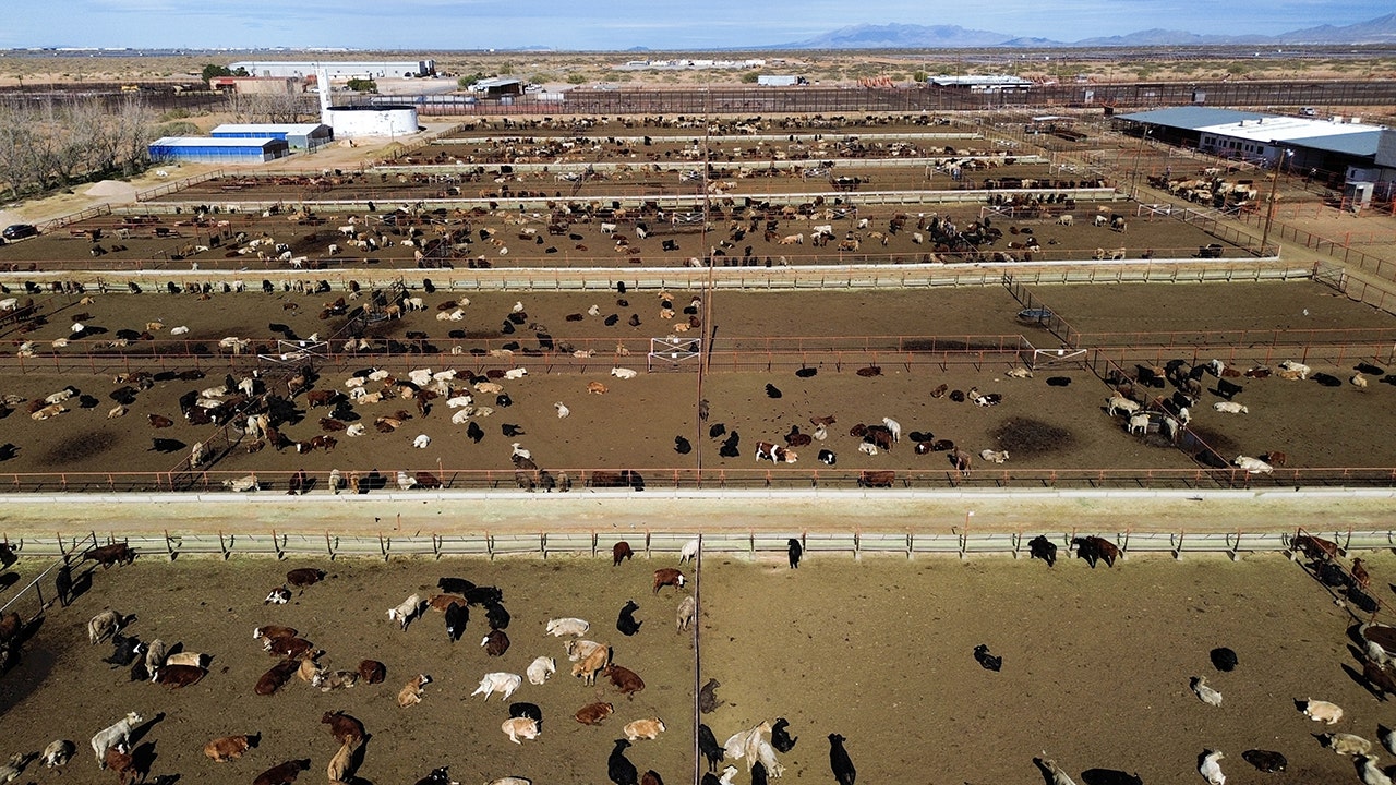 Deadly Flies Prompt US To Shut Southern Border To Livestock Deadly Flies Prompt US To Shut Southern Border To Livestock