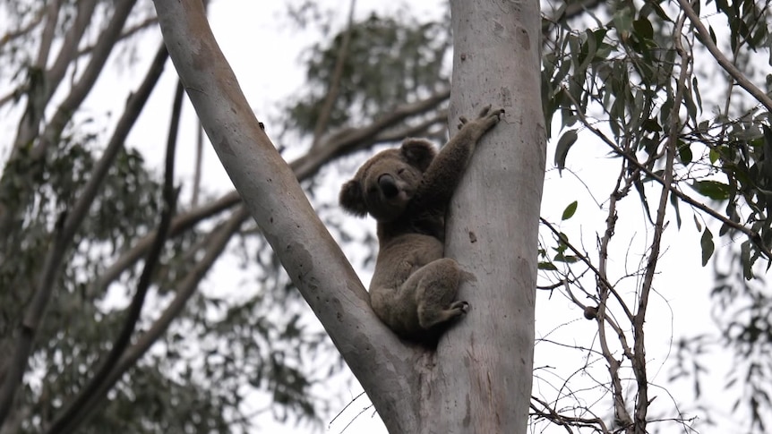 DEECA Launches Aerial Koala Culling Program DEECA Launches Aerial Koala Culling Program