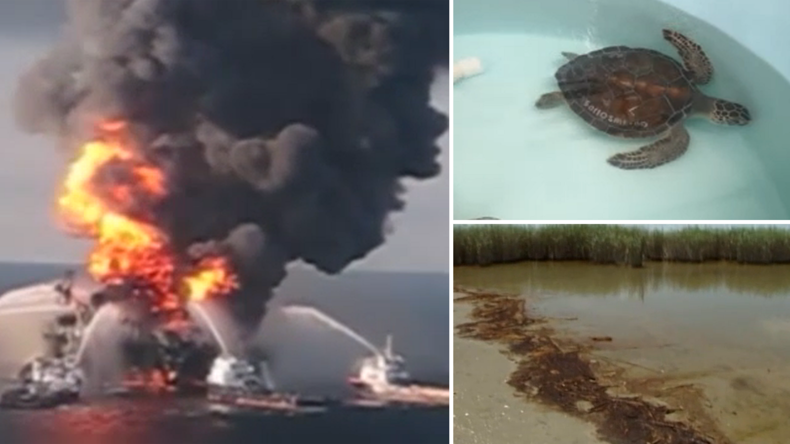 Deepwater Horizon's Legacy: Sea Turtle Recovery And Coastal Restoration Efforts In Texas Deepwater Horizon's Legacy: Sea Turtle Recovery And Coastal Restoration Efforts In Texas