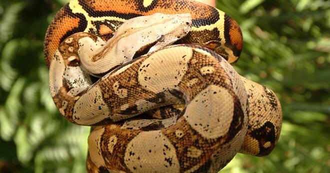 Escaped Red-tailed Boa Constrictor: A Growing Wildlife Threat Escaped Red-tailed Boa Constrictor: A Growing Wildlife Threat