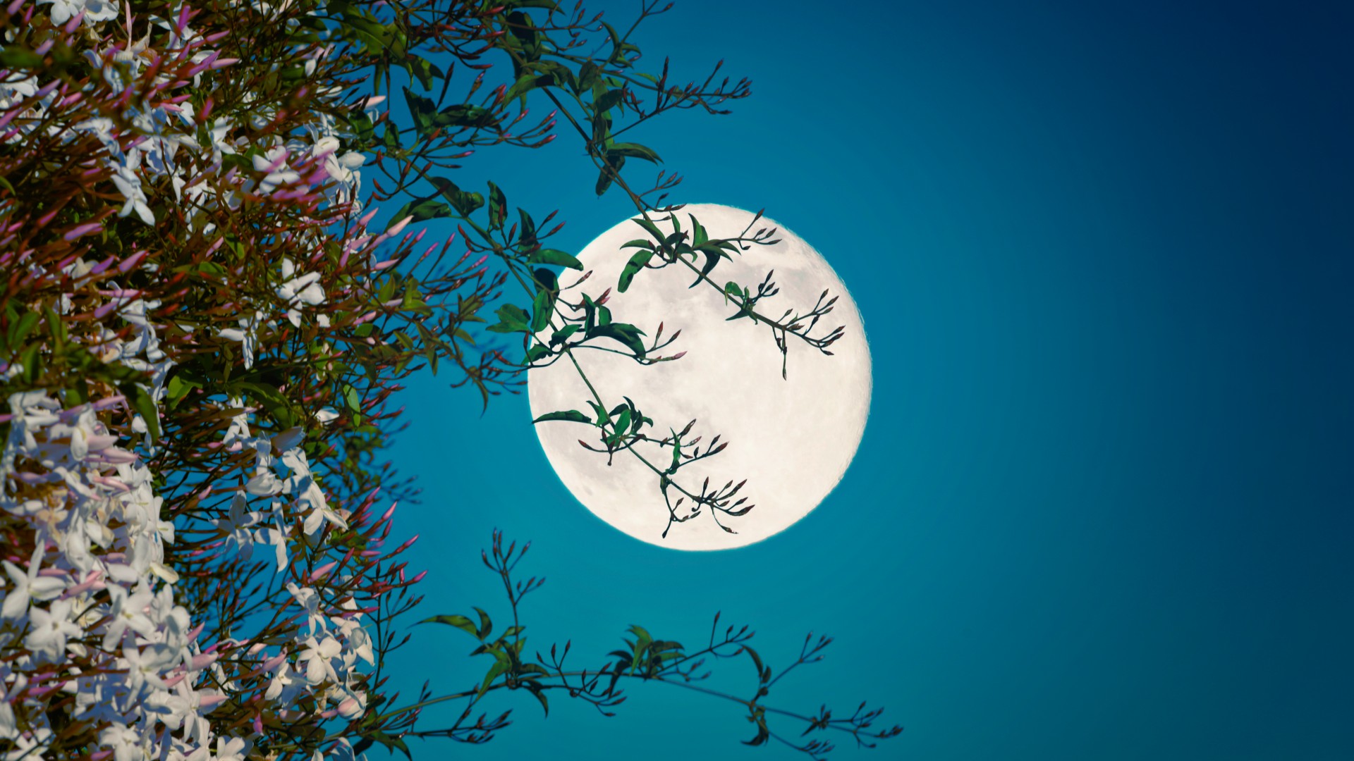 Full Flower Moon 2025: Peak Viewing Times & Locations Full Flower Moon 2025: Peak Viewing Times & Locations