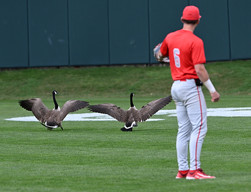 Heartbreak In The Horseshoe: Buckeyes Fall In 11th-Inning Thriller Heartbreak In The Horseshoe: Buckeyes Fall In 11th-Inning Thriller