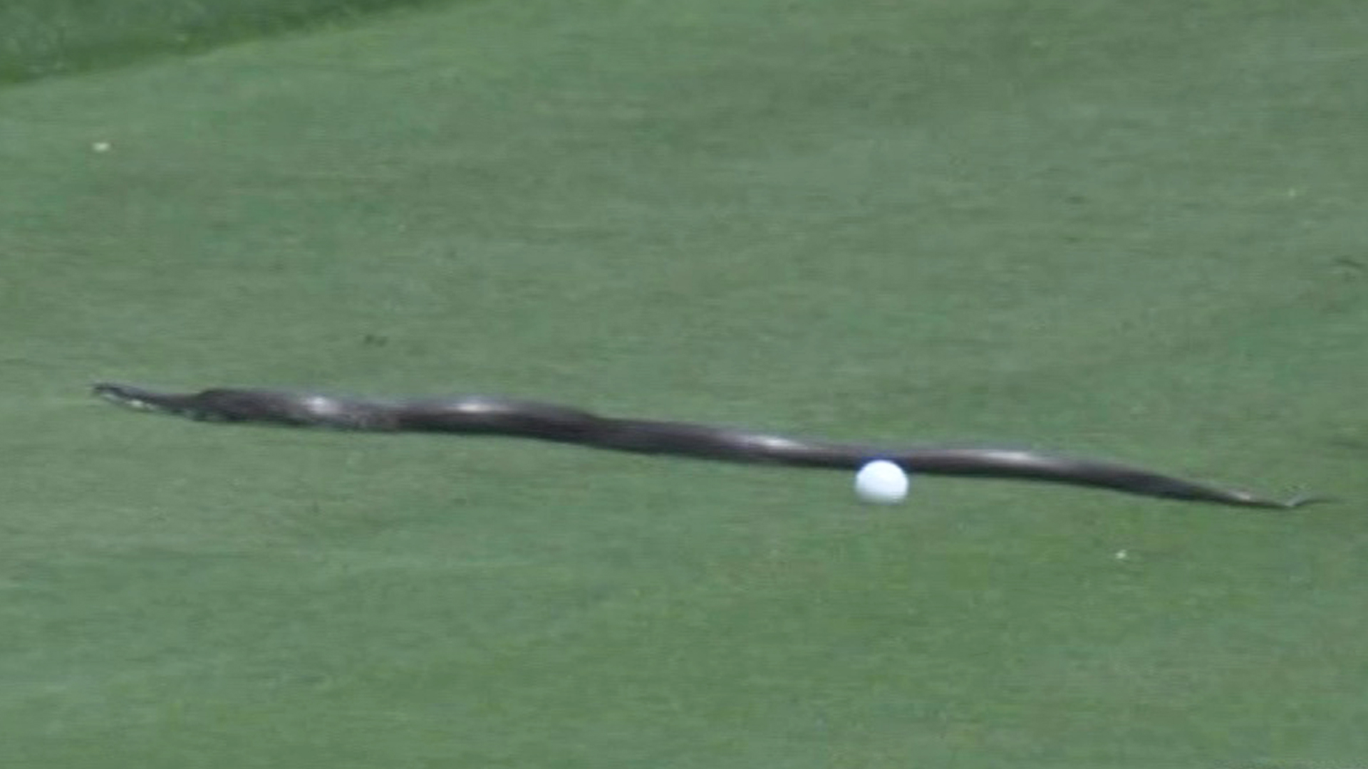 Huge Snake Interrupts PGA Championship Match On Course Huge Snake Interrupts PGA Championship Match On Course