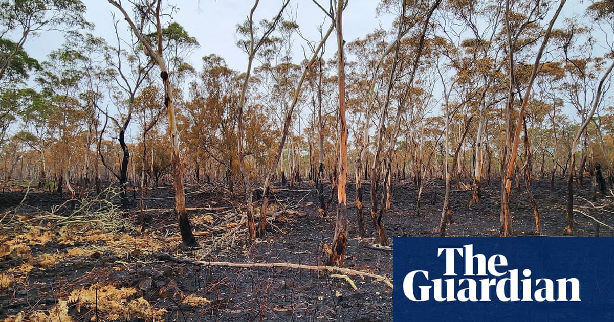 Hundreds Of Koalas Killed In Victorian Aerial Cull: Understanding The Controversy Hundreds Of Koalas Killed In Victorian Aerial Cull: Understanding The Controversy
