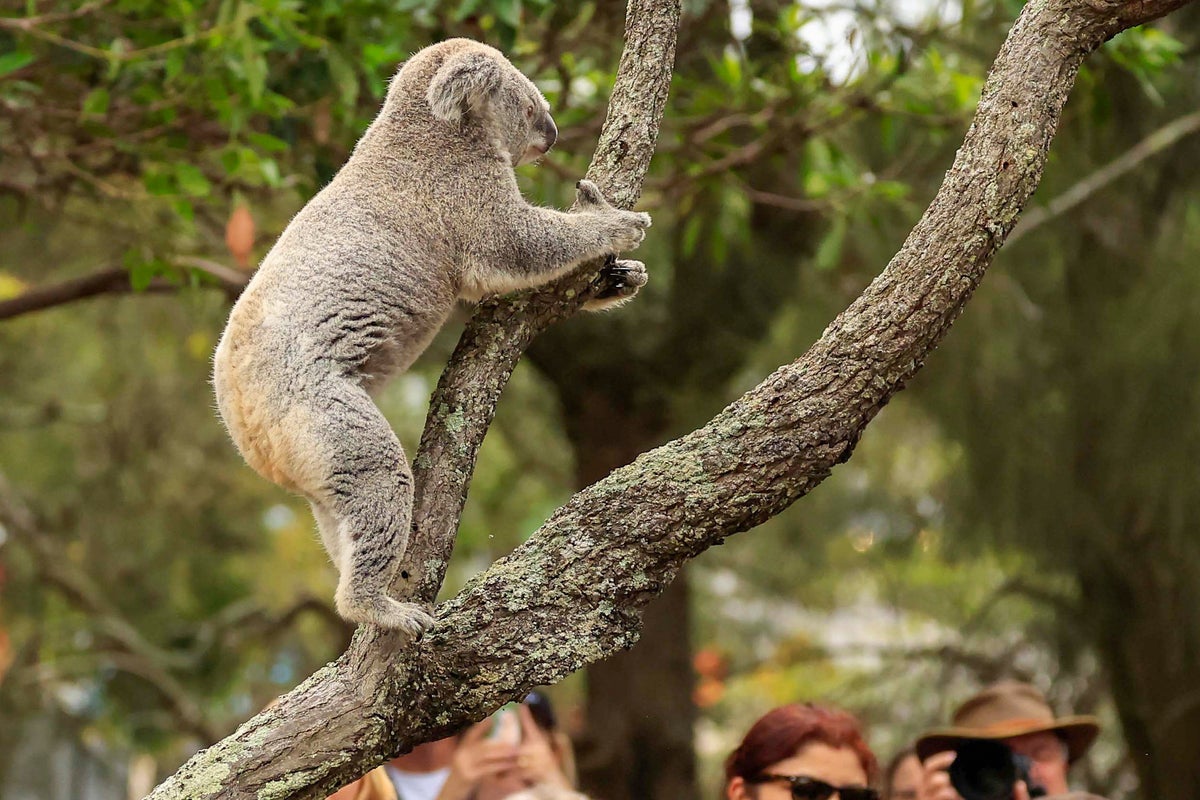 Hundreds Of Koalas Shot Dead From Helicopters: Understanding The Australian Controversies Hundreds Of Koalas Shot Dead From Helicopters: Understanding The Australian Controversies
