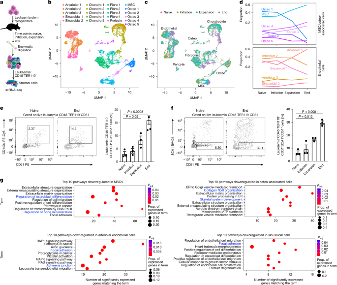 Leukemogenesis And The Tumor Niche: The Impact Of Taurine-Driven Glycolysis Leukemogenesis And The Tumor Niche: The Impact Of Taurine-Driven Glycolysis