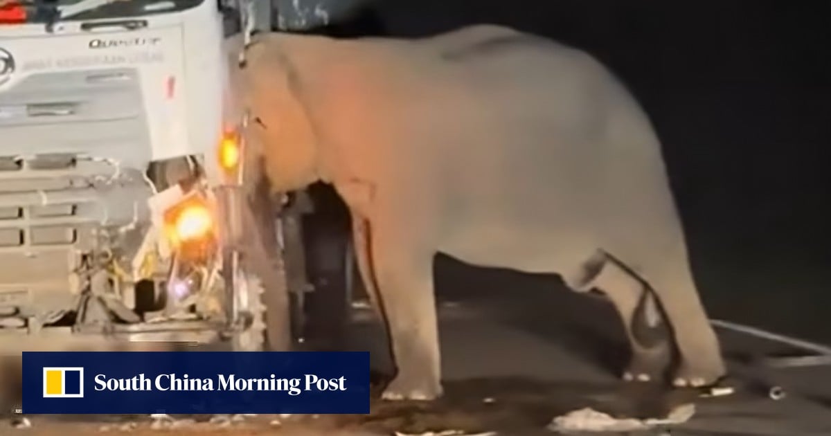 Malaysian Elephant's Grief: Viral Video Shows Mother Mourning Calf On Mother's Day Malaysian Elephant's Grief: Viral Video Shows Mother Mourning Calf On Mother's Day