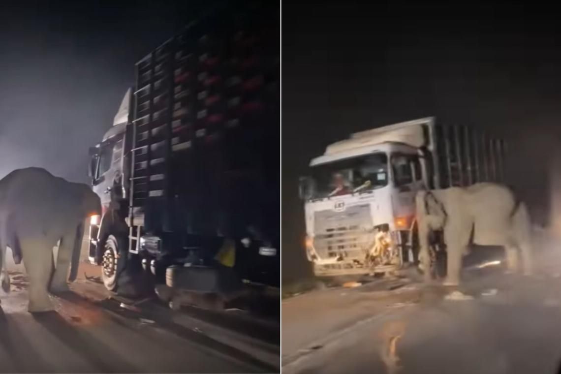 Malaysian Highway Tragedy: Young Elephant Killed In Lorry Collision Malaysian Highway Tragedy: Young Elephant Killed In Lorry Collision