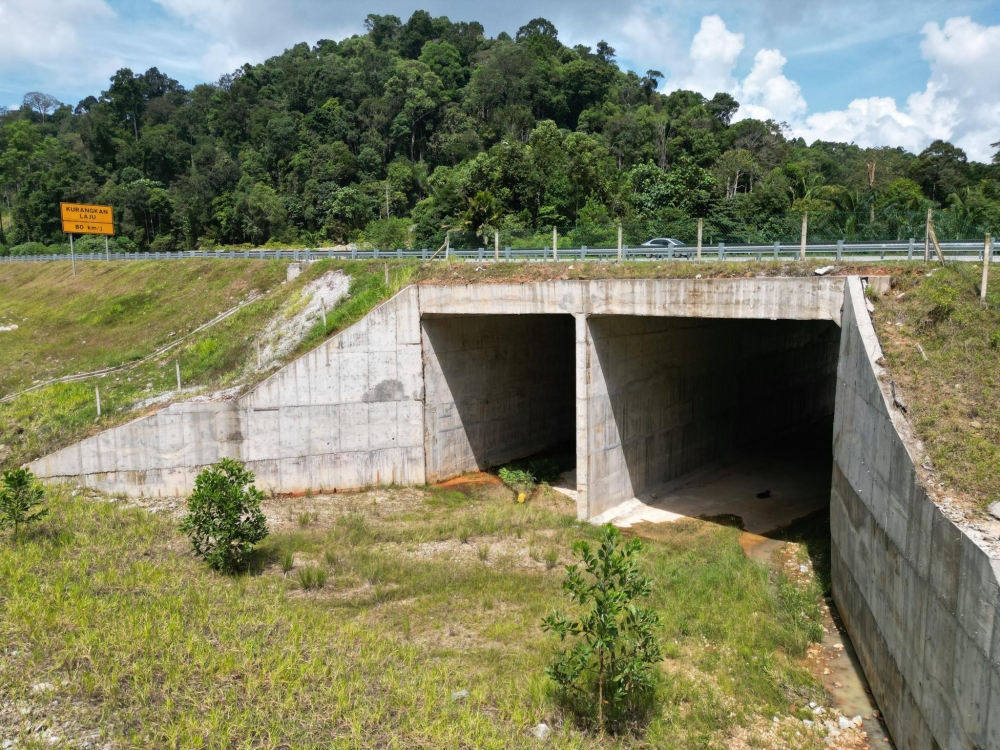 New Highway Projects To Include Wildlife Crossings Following Tragic Elephant Death New Highway Projects To Include Wildlife Crossings Following Tragic Elephant Death