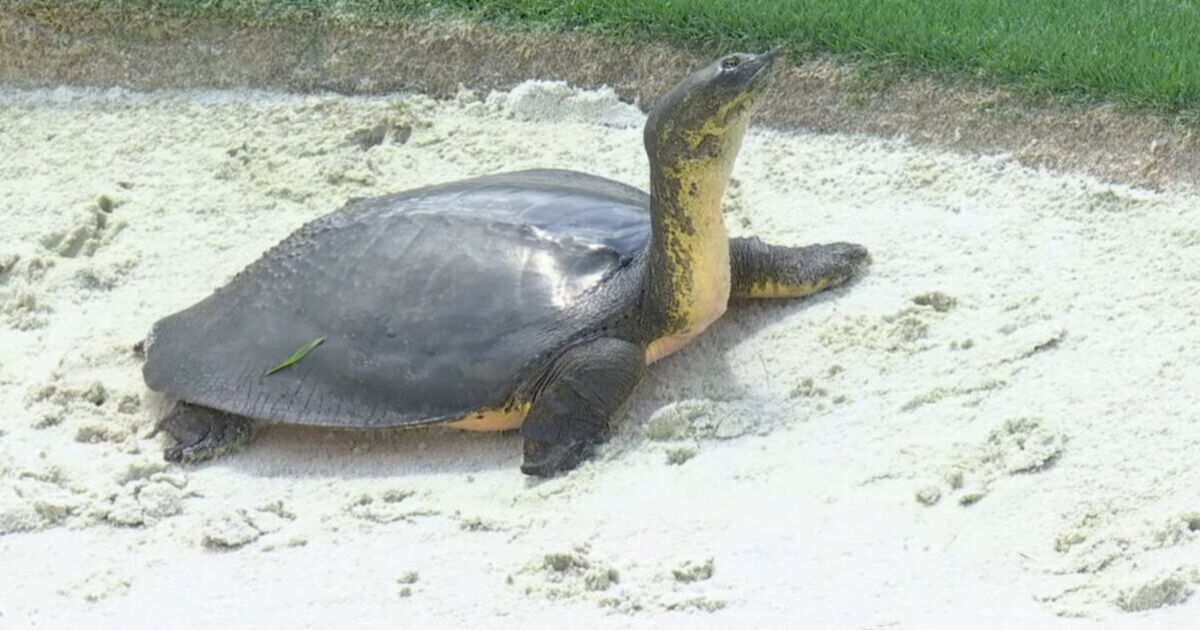 PGA Championship Bunker Damaged: Wildlife Interrupts Play PGA Championship Bunker Damaged: Wildlife Interrupts Play