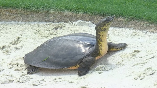 Quail Hollow's Unexpected Guest: Turtle Disrupts PGA Championship Quail Hollow's Unexpected Guest: Turtle Disrupts PGA Championship