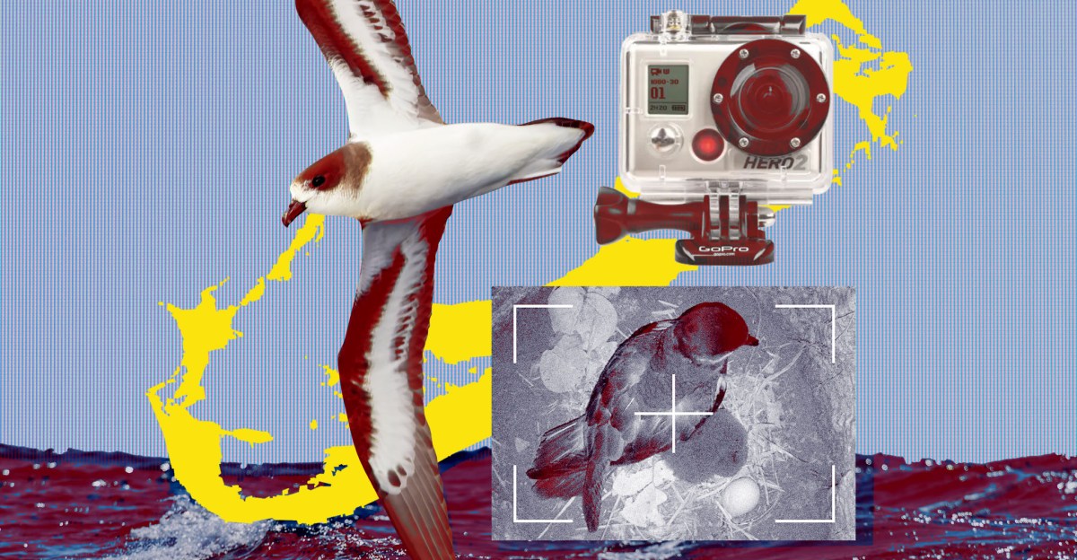 Saving The Atlantic Puffin: How GoPro Hacks Aid Conservation Efforts Saving The Atlantic Puffin: How GoPro Hacks Aid Conservation Efforts