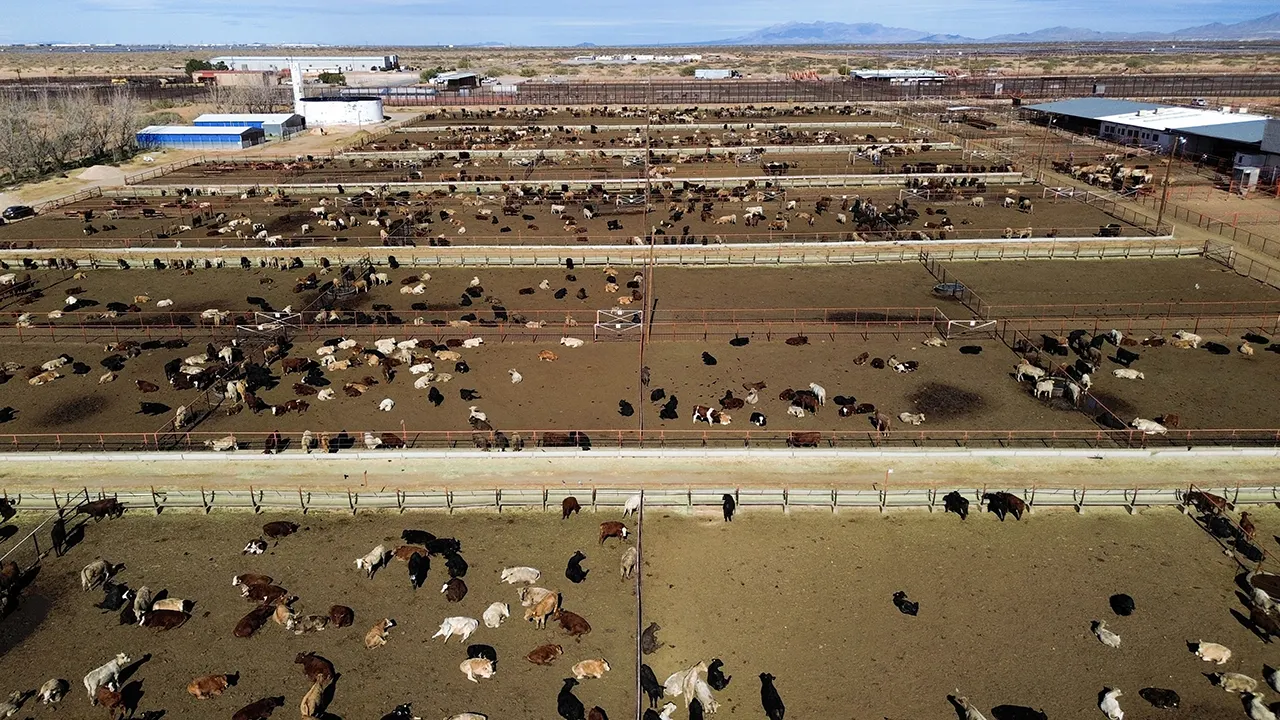 Southern Border Shutdown: US Halts Livestock Imports To Prevent Disease Spread Southern Border Shutdown: US Halts Livestock Imports To Prevent Disease Spread