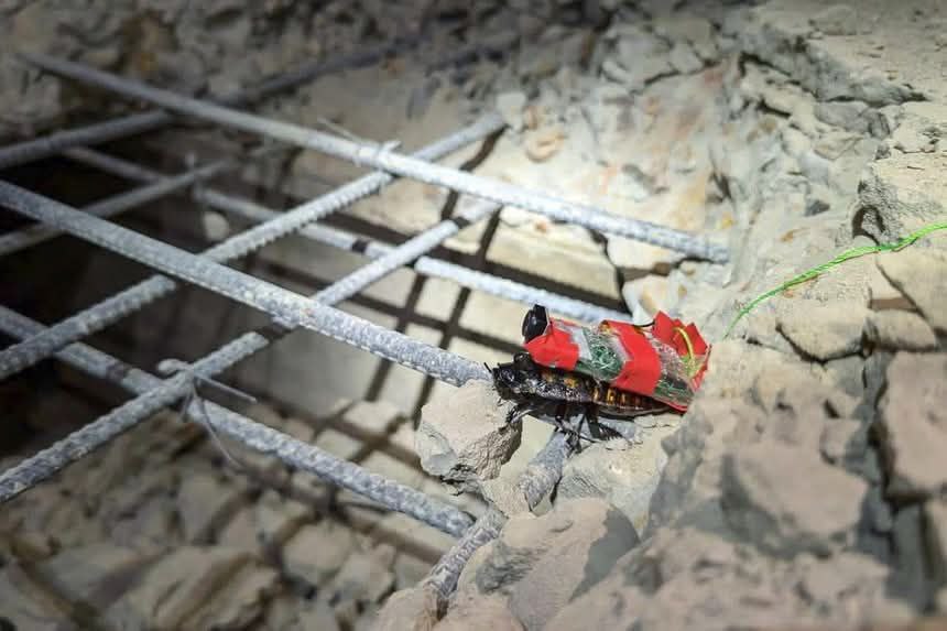 Tech In Disaster Relief: Cyborg Cockroaches Deployed In Myanmar Tech In Disaster Relief: Cyborg Cockroaches Deployed In Myanmar