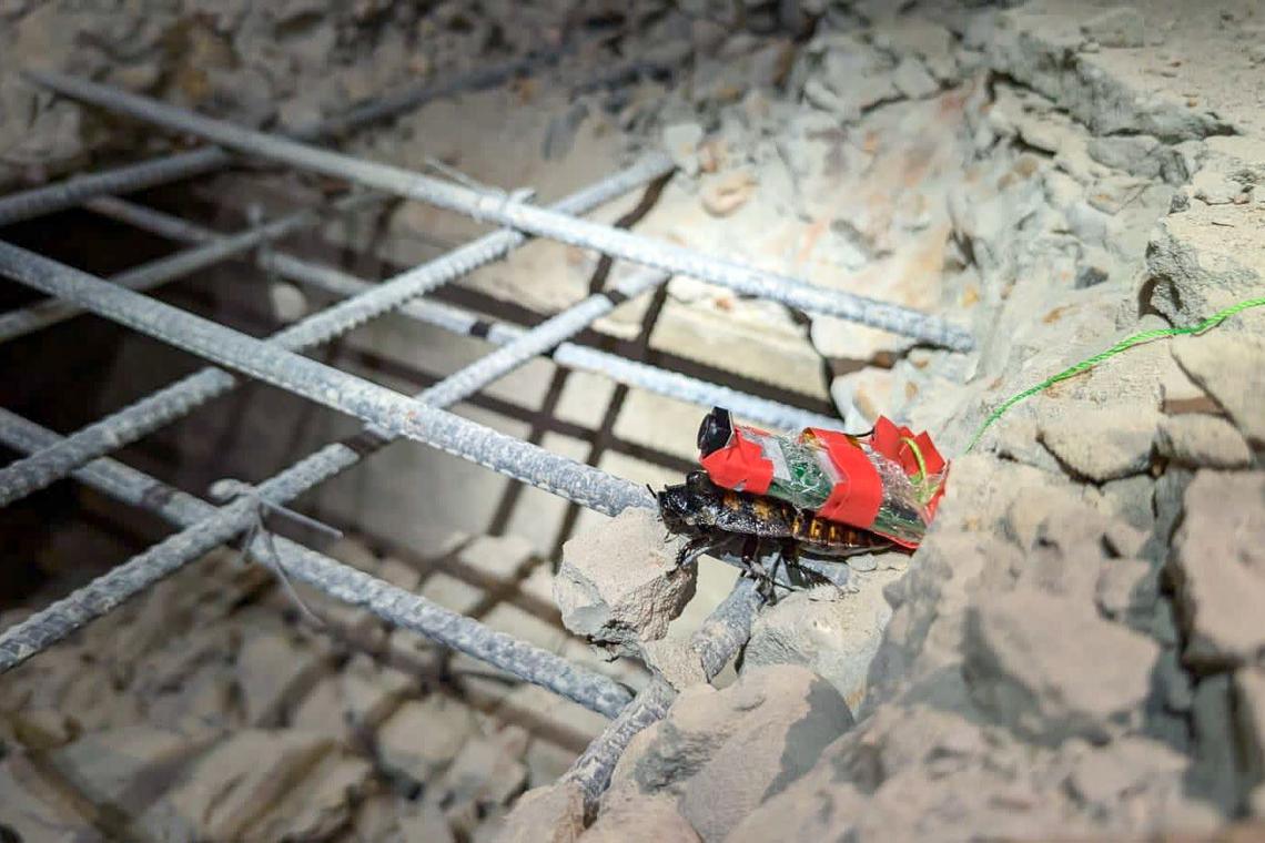 Tech In Disaster Relief: Singapore's Cyborg Cockroaches Assist In Myanmar Earthquake Response Tech In Disaster Relief: Singapore's Cyborg Cockroaches Assist In Myanmar Earthquake Response