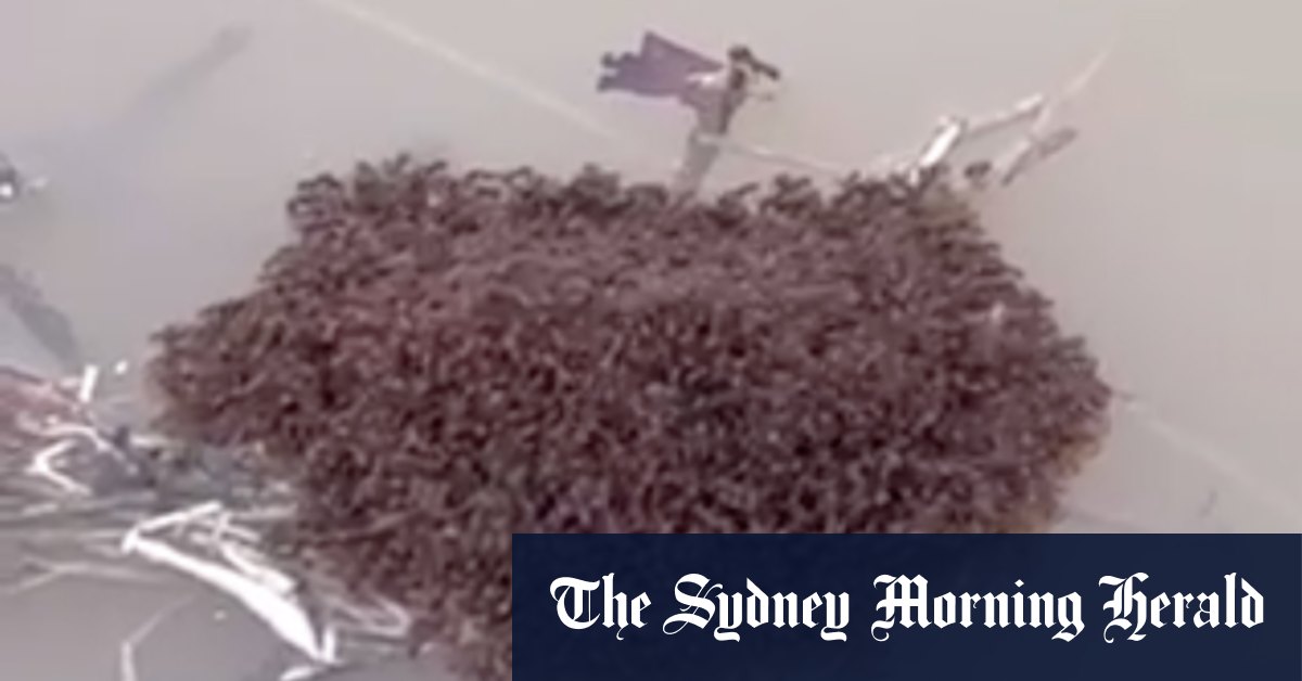 The Danger Of Fire Ants During Cyclone Alfred: Safety Precautions The Danger Of Fire Ants During Cyclone Alfred: Safety Precautions