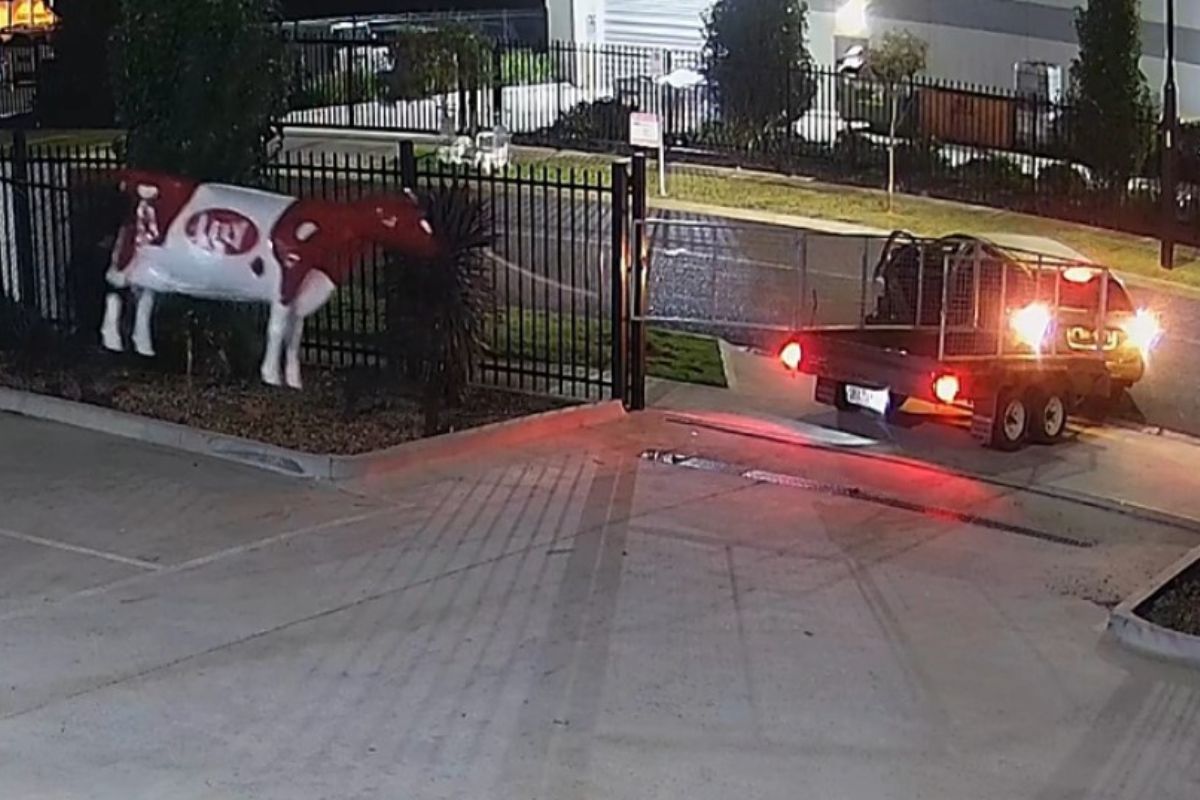 Thieves Make Off With Fibreglass Cow In Melbourne's West