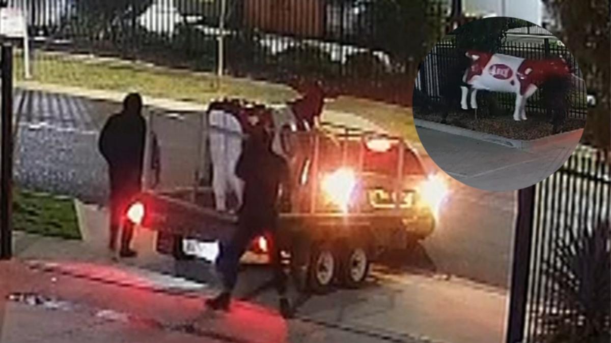 Thieves Steal $3500 Cow Statue, Thieves Steal $3500 Cow Statue,