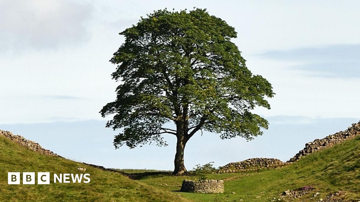 What Happened This Week In The Sycamore Gap Trial? What Happened This Week In The Sycamore Gap Trial?