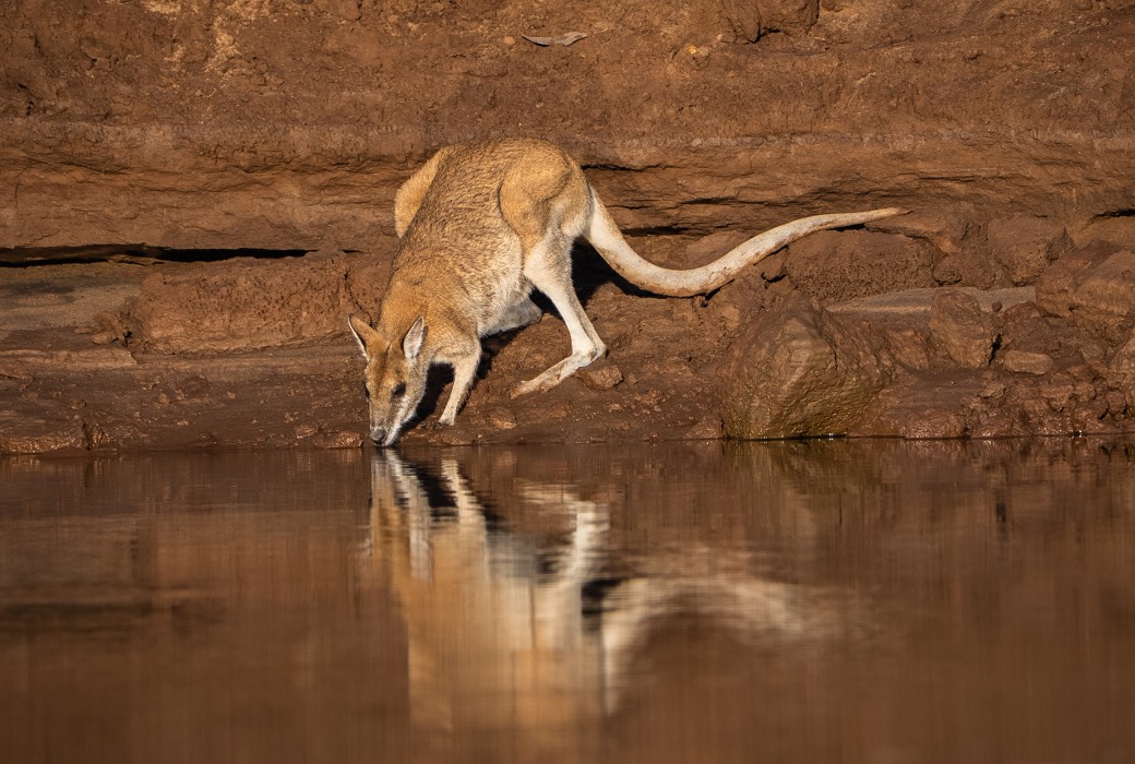 Wildlife Encounter: Wallaby And Crocodile Face-Off In The Kimberley Wildlife Encounter: Wallaby And Crocodile Face-Off In The Kimberley